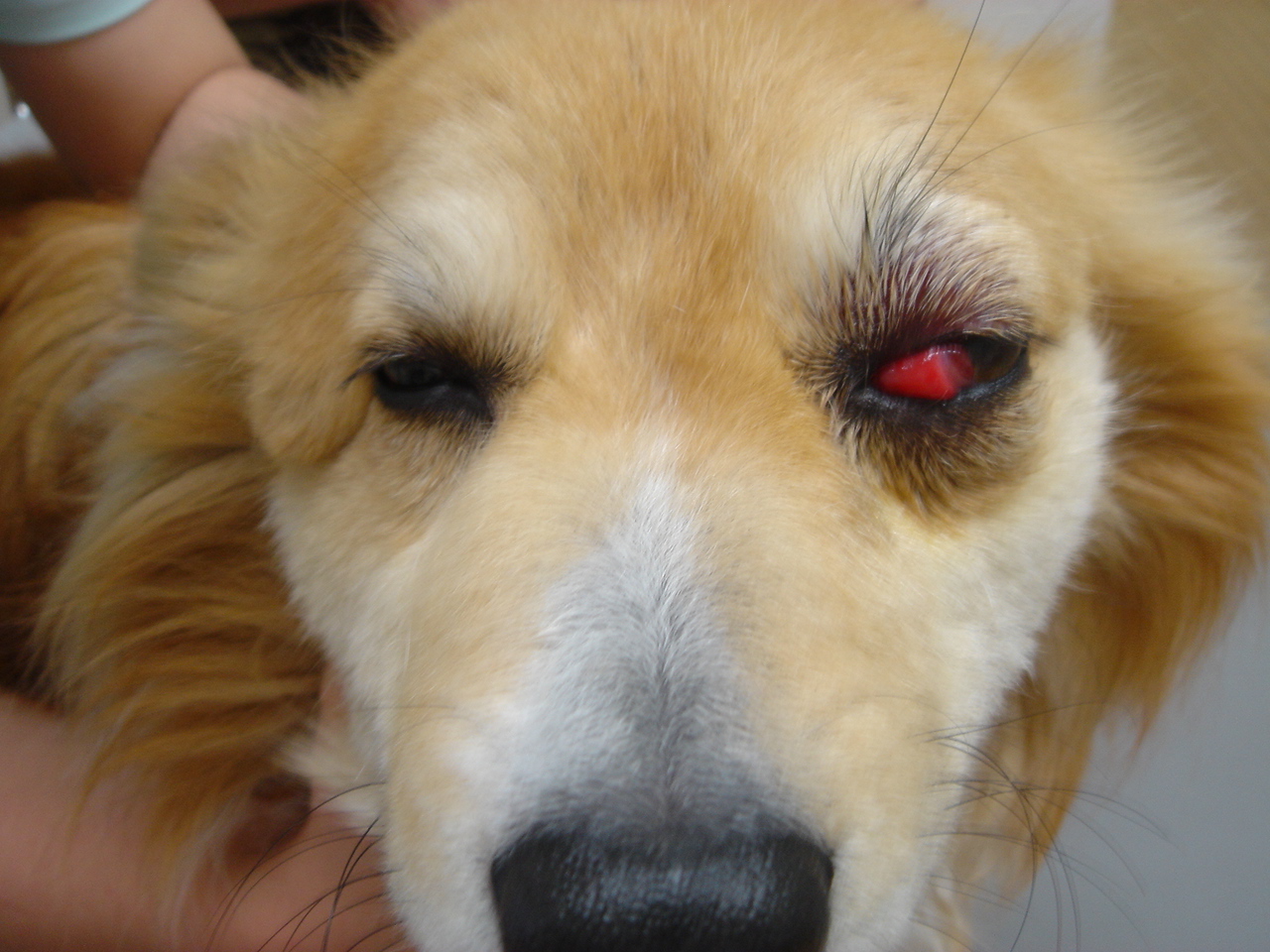 かけはた動物病院の 眼科診療への取り組み 頬骨腺粘液嚢胞による眼球突出